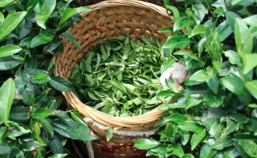 梅州茶叶及茶制品检测,茶叶及茶制品检测费用,茶叶及茶制品检测机构,茶叶及茶制品检测项目